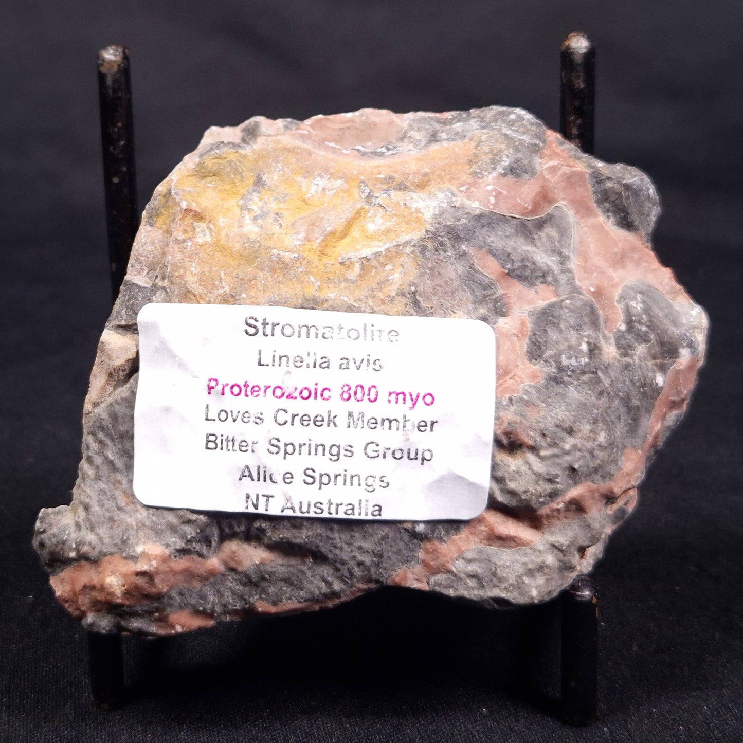 LINELLA AVIS STROMATOLITE, Proterozoic, Australia ZLA045