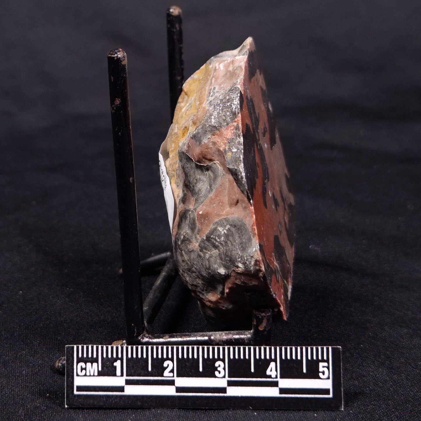 LINELLA AVIS STROMATOLITE, Proterozoic, Australia ZLA045