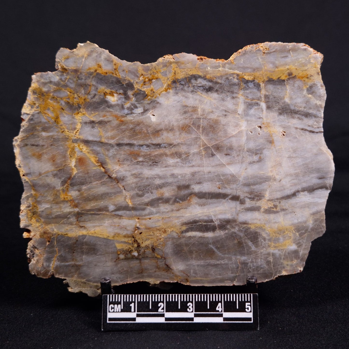LINELLA AVIS STROMATOLITE, Neoproterozoic, Australia ZLA046