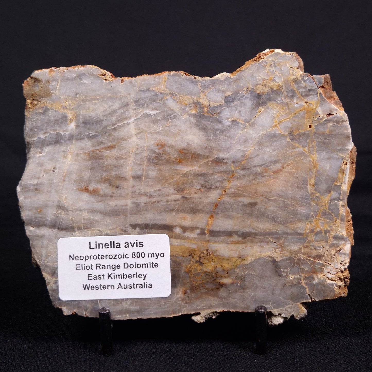 LINELLA AVIS STROMATOLITE, Neoproterozoic, Australia ZLA046