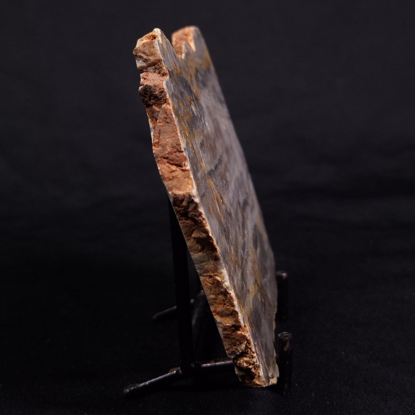 LINELLA AVIS STROMATOLITE, Neoproterozoic, Australia ZLA046