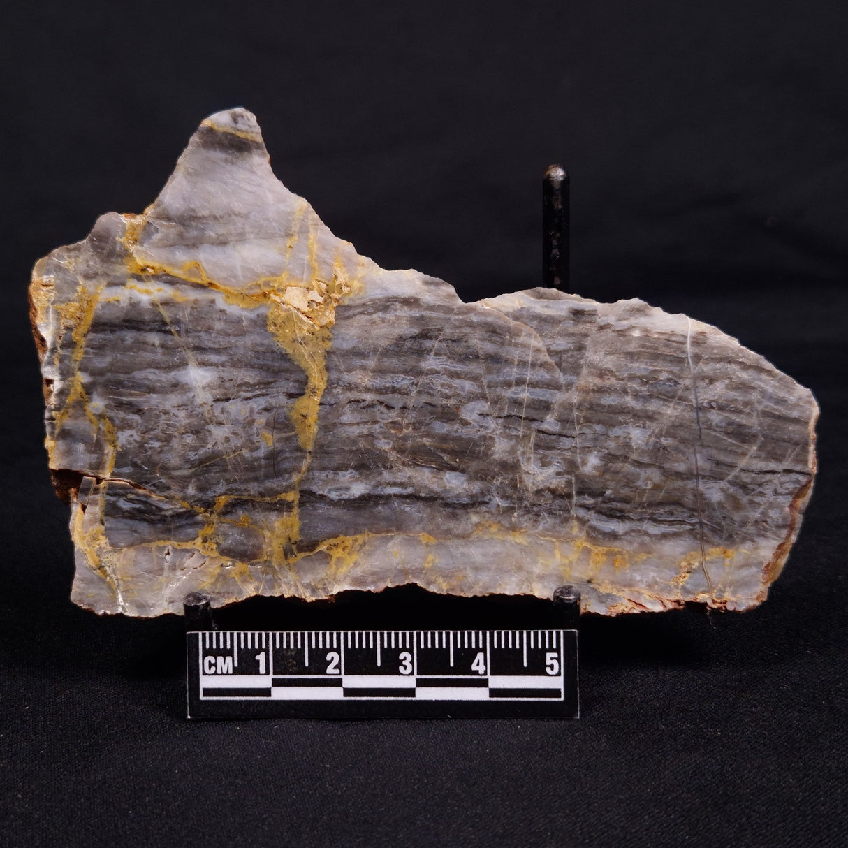 LINELLA AVIS STROMATOLITE, Neoproterozoic, Australia ZLA051