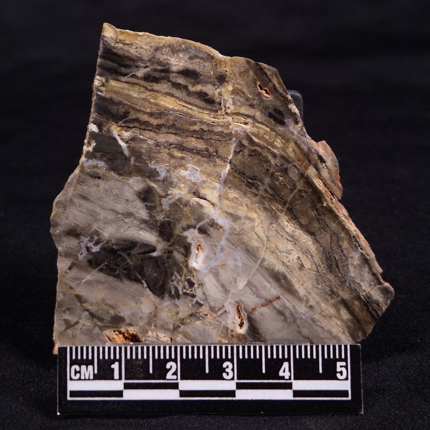 LINELLA AVIS STROMATOLITE, Neoproterozoic, Australia ZLA052