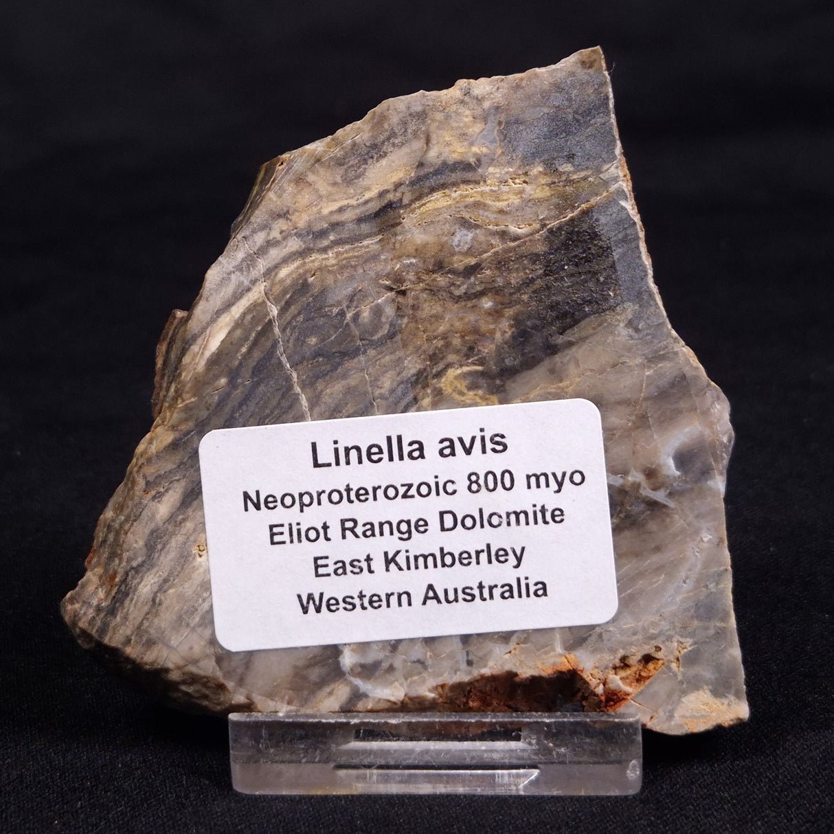 LINELLA AVIS STROMATOLITE, Neoproterozoic, Australia ZLA052