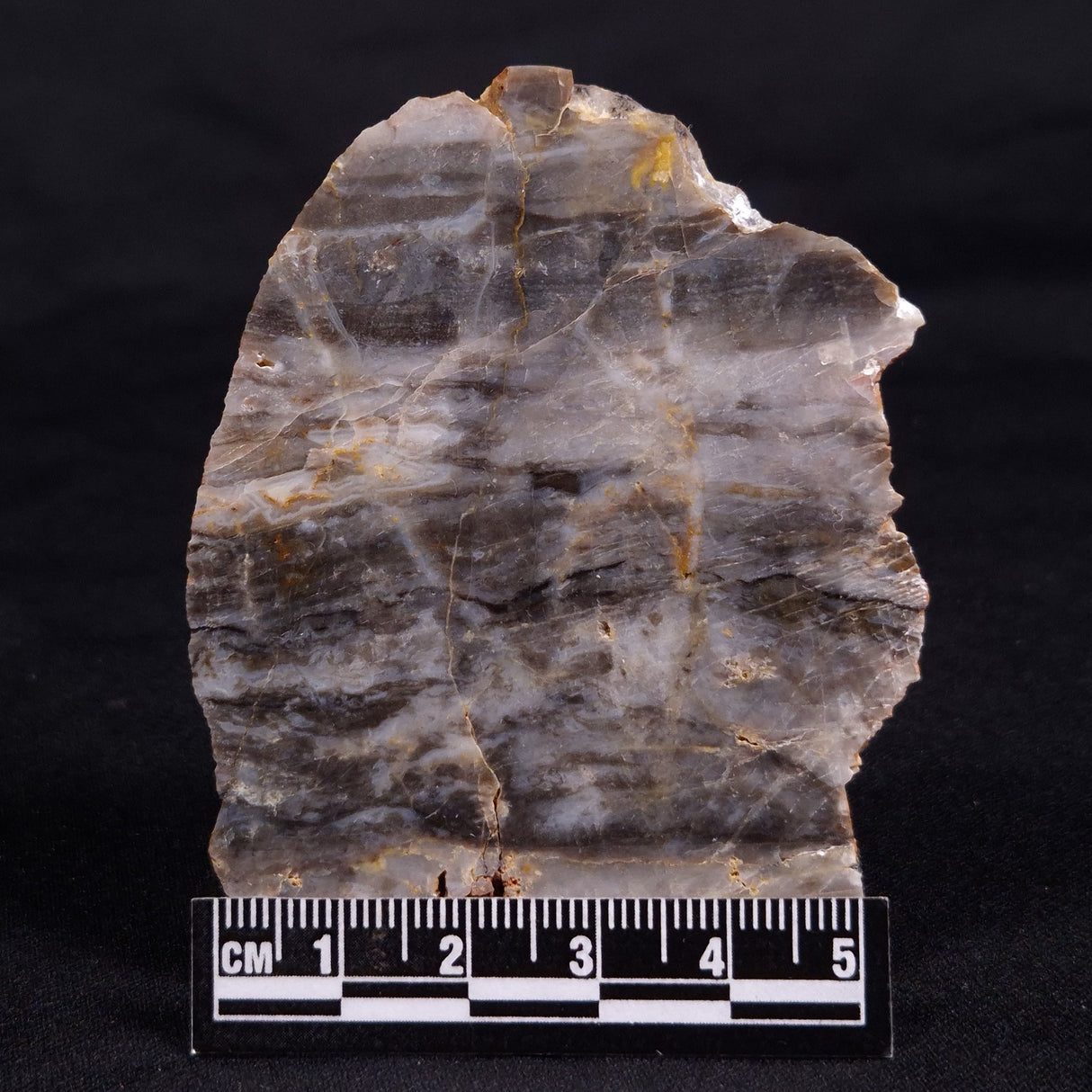 LINELLA AVIS STROMATOLITE, Neoproterozoic, Australia ZLA053