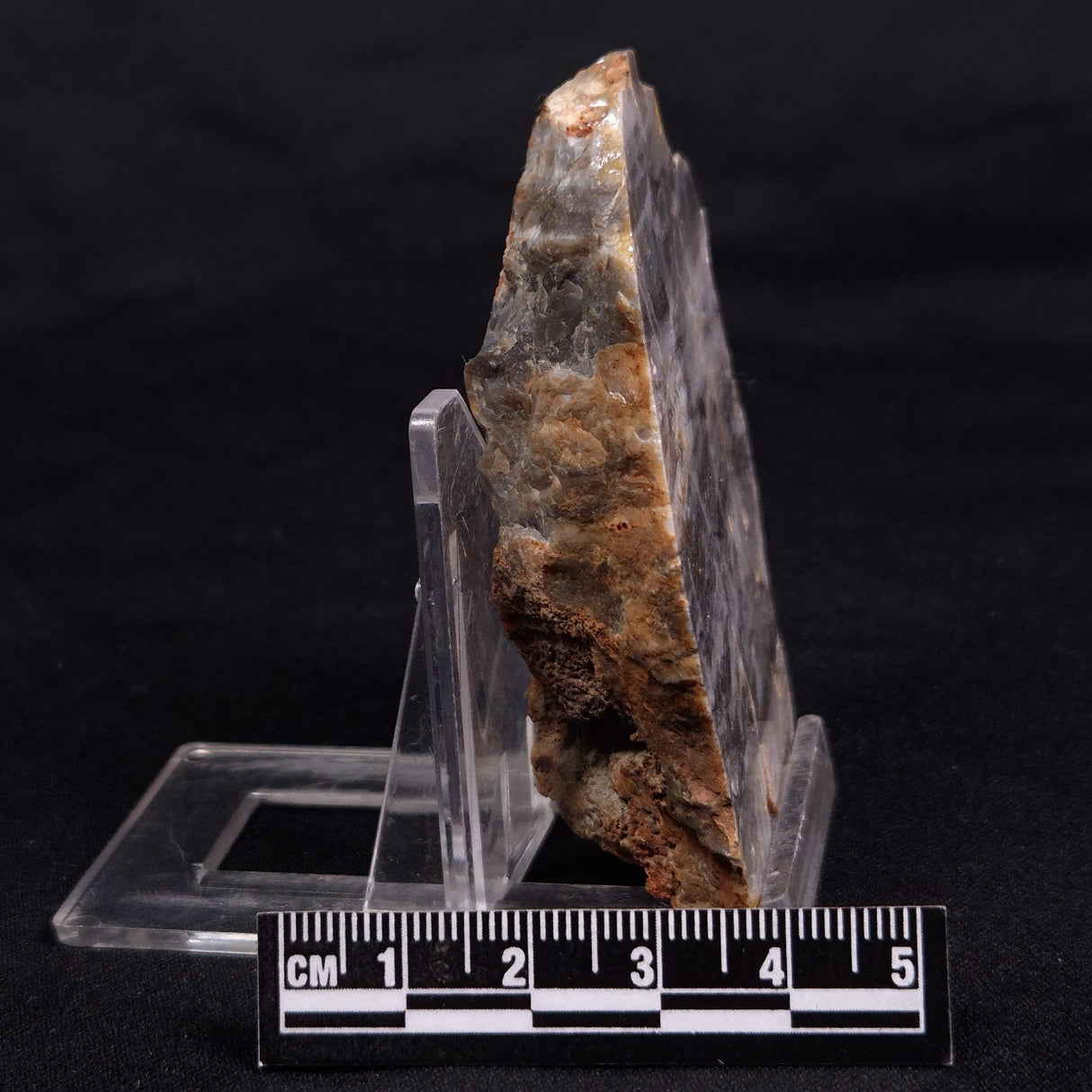 LINELLA AVIS STROMATOLITE, Neoproterozoic, Australia ZLA053