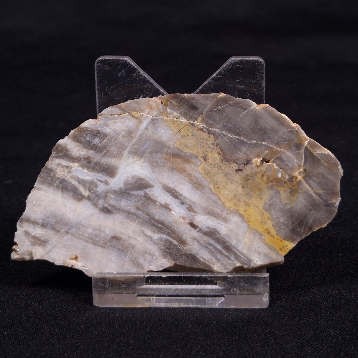 LINELLA AVIS STROMATOLITE, Neoproterozoic, Australia ZLA054