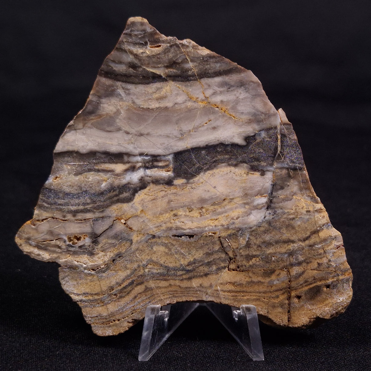 LINELLA AVIS STROMATOLITE, Neoproterozoic, Australia ZLA056