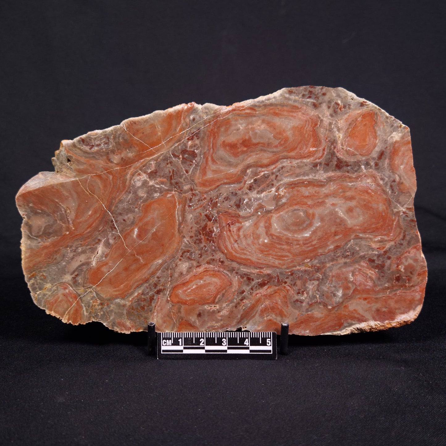 ACACIELLA AUSTRALICA STROMATOLITE, Proterozoic, Australia ZAA012