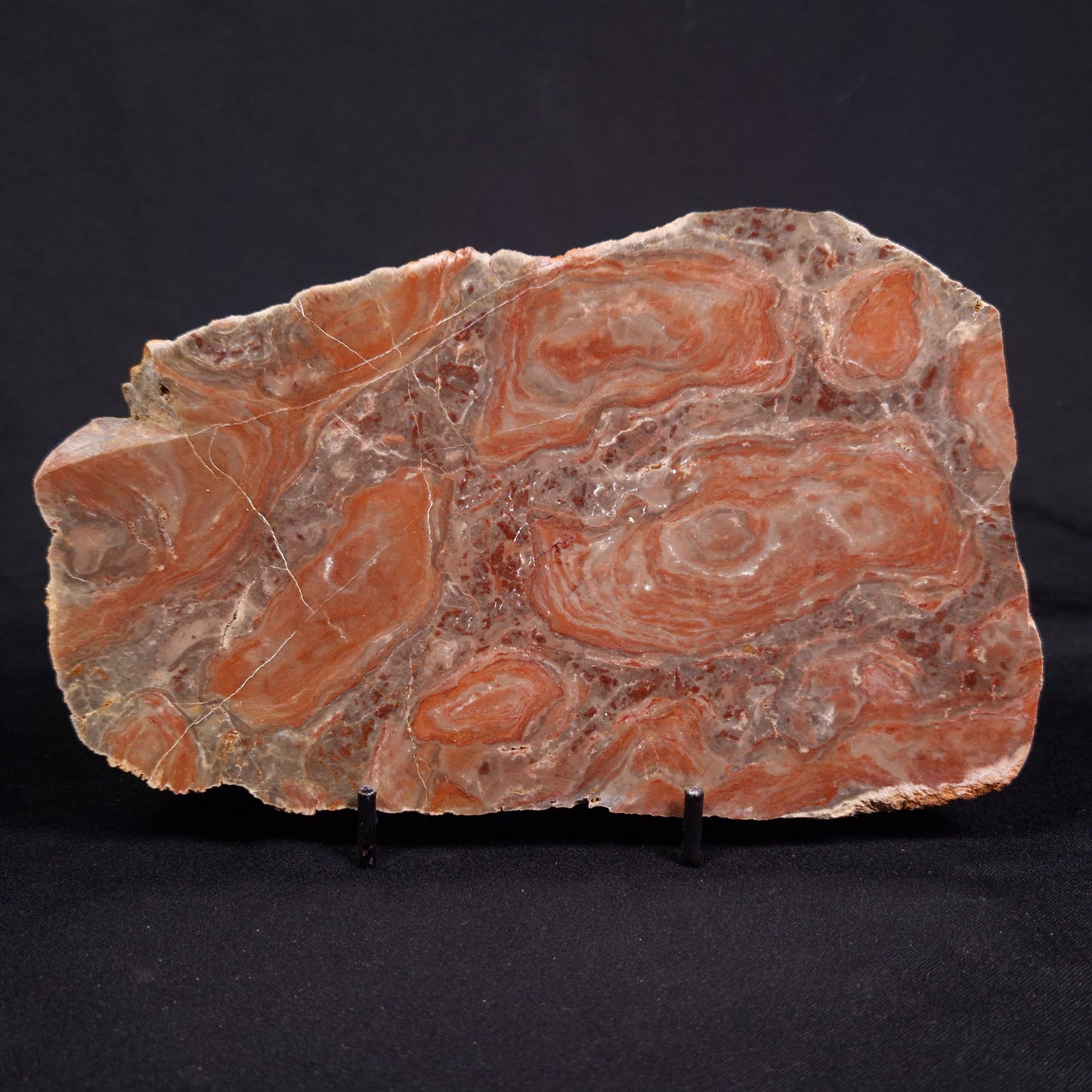 ACACIELLA AUSTRALICA STROMATOLITE, Proterozoic, Australia ZAA012