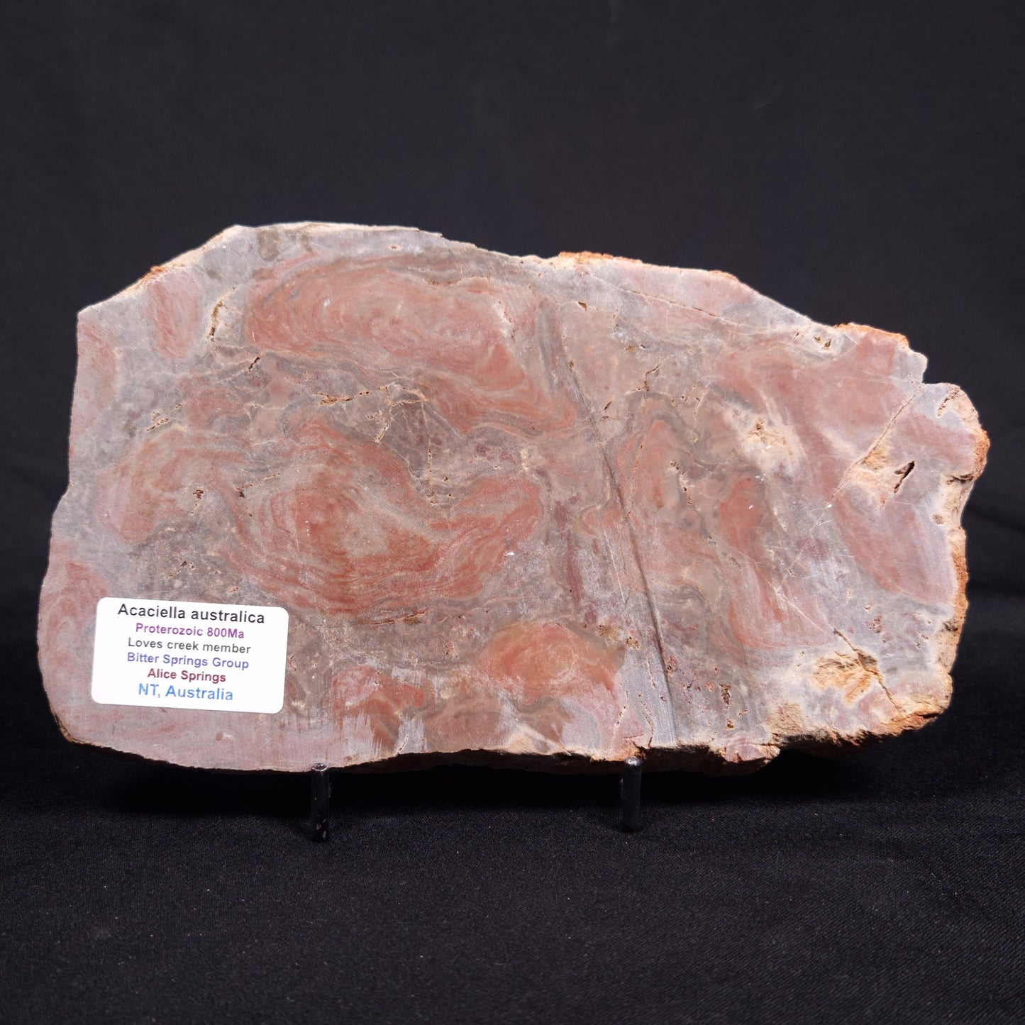 ACACIELLA AUSTRALICA STROMATOLITE, Proterozoic, Australia ZAA012