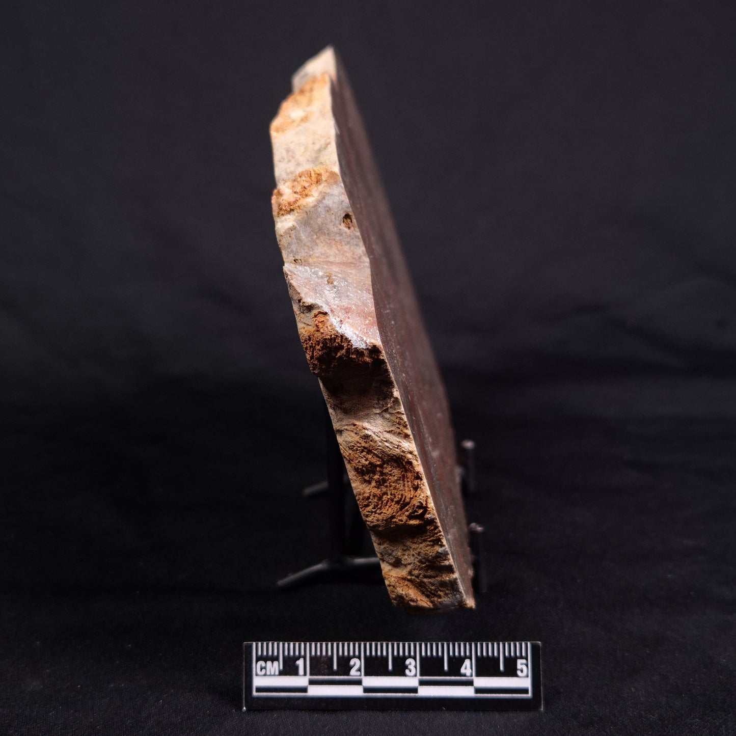 ACACIELLA AUSTRALICA STROMATOLITE, Proterozoic, Australia ZAA012