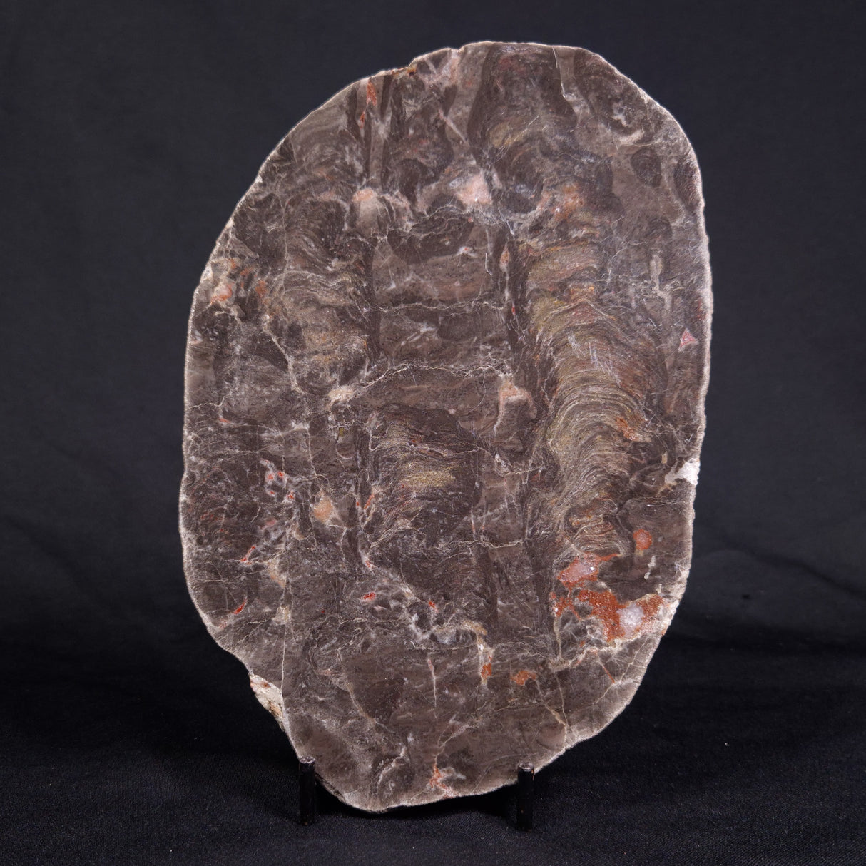 ACACIELLA AUSTRALICA STROMATOLITE, Proterozoic, Australia ZAA013