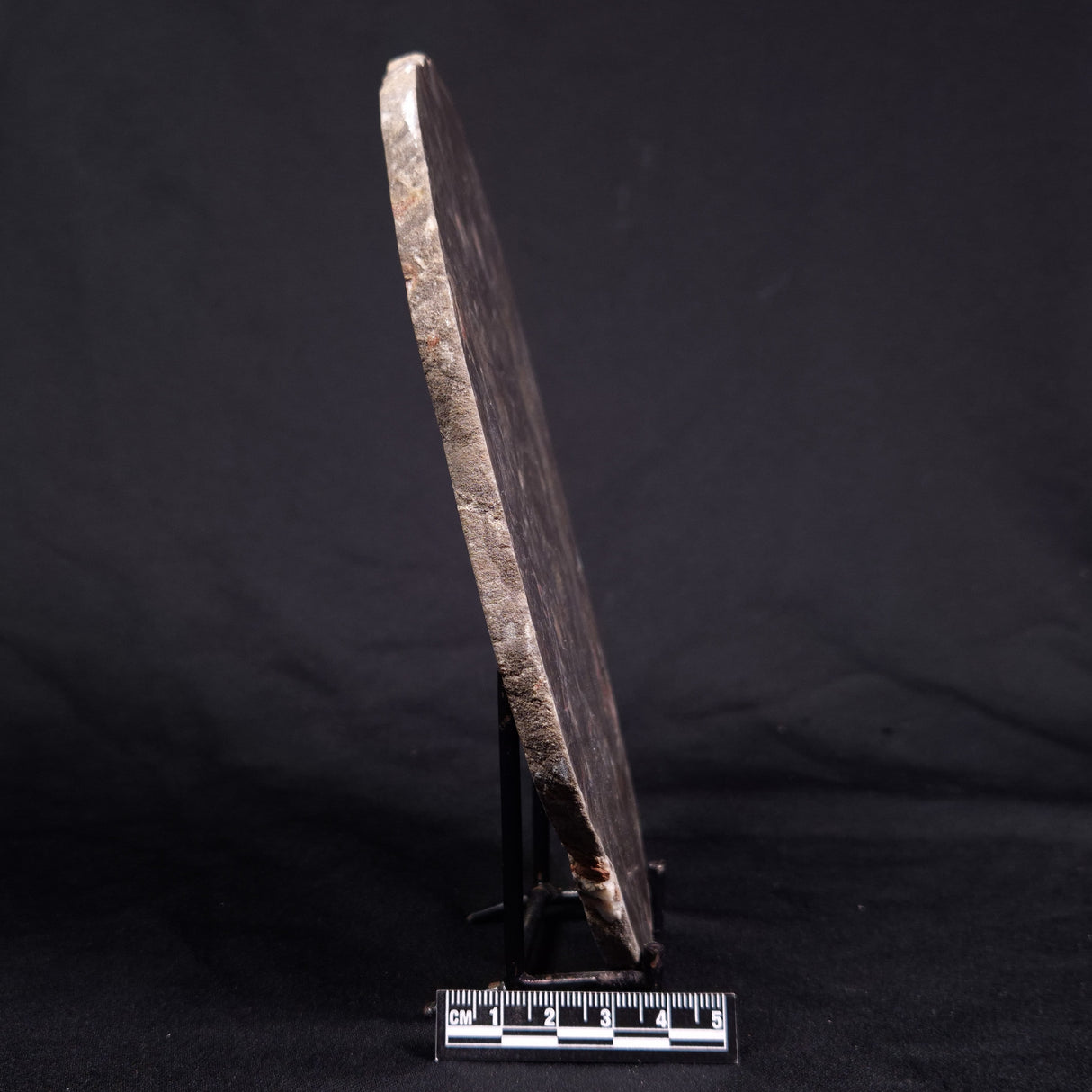 ACACIELLA AUSTRALICA STROMATOLITE, Proterozoic, Australia ZAA013