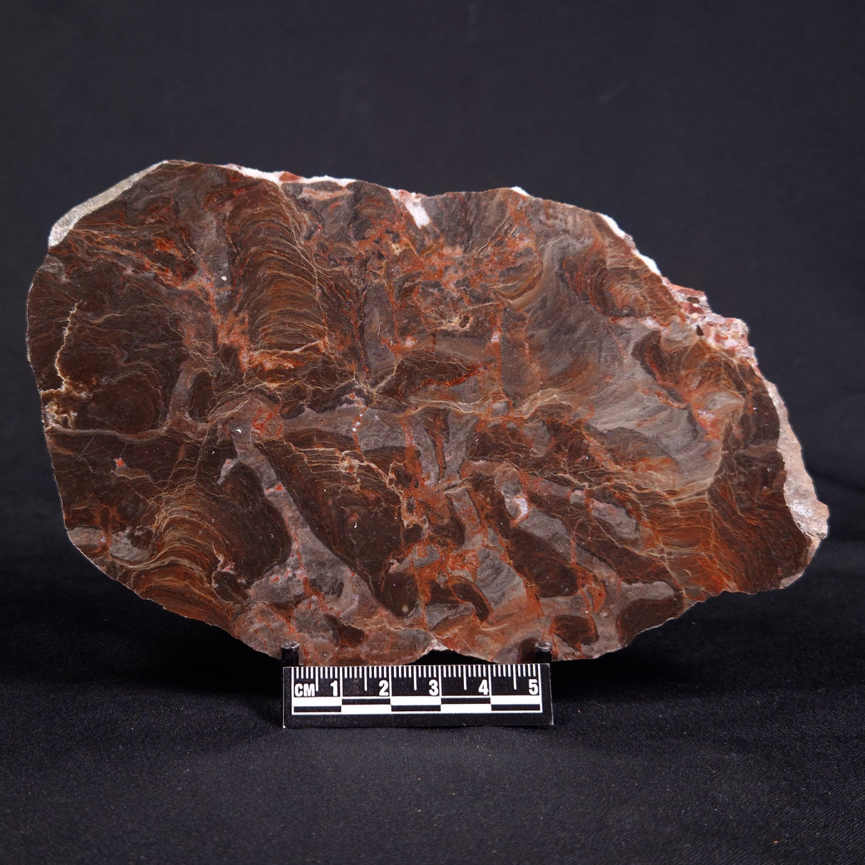 ACACIELLA AUSTRALICA STROMATOLITE, Proterozoic, Australia ZAA014
