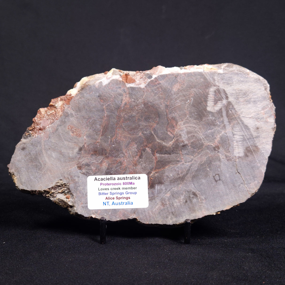 ACACIELLA AUSTRALICA STROMATOLITE, Proterozoic, Australia ZAA014