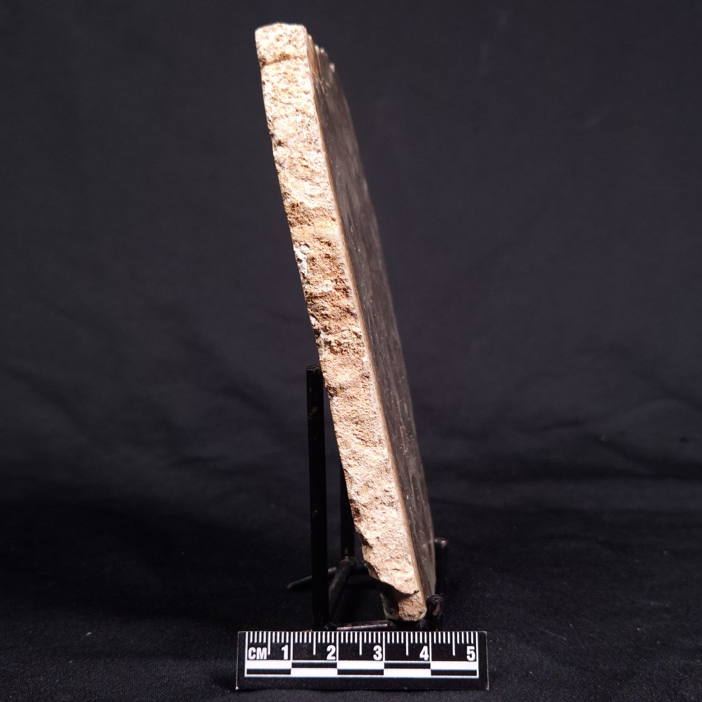 ACACIELLA AUSTRALICA STROMATOLITE, Proterozoic, Australia ZAA015