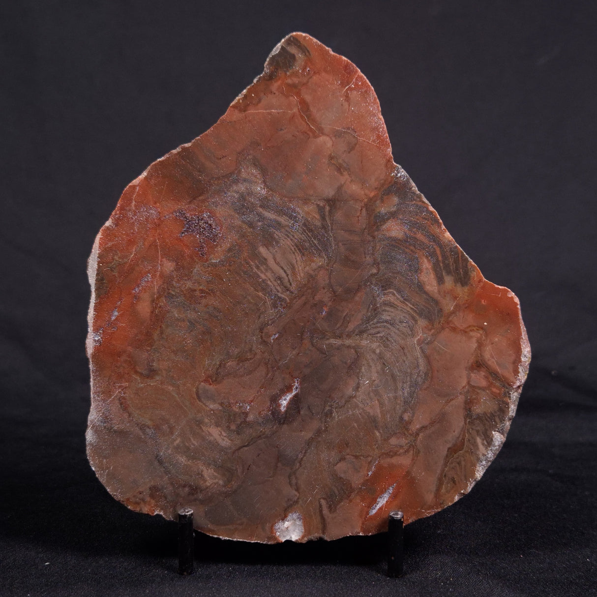 ACACIELLA AUSTRALICA STROMATOLITE, Proterozoic, Australia ZAA016
