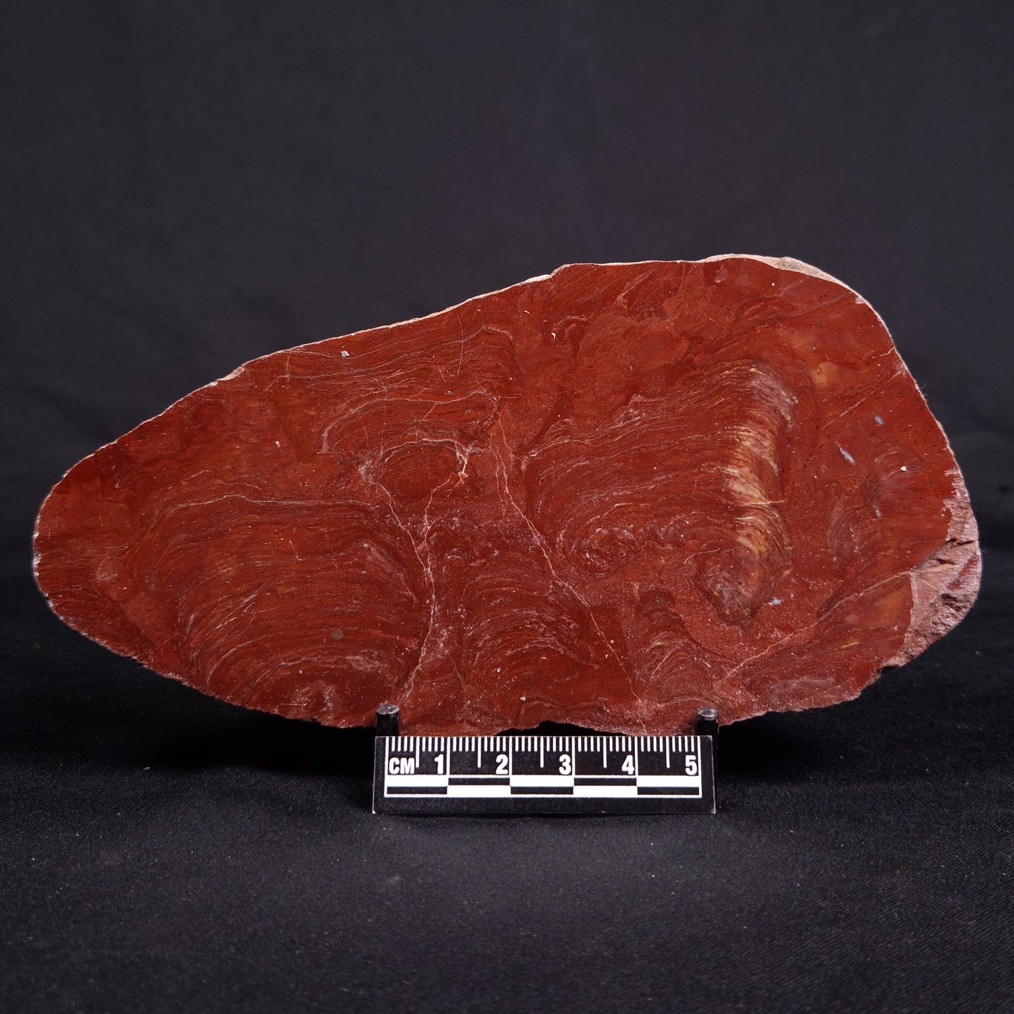 ACACIELLA AUSTRALICA STROMATOLITE, Proterozoic, Australia ZAA017