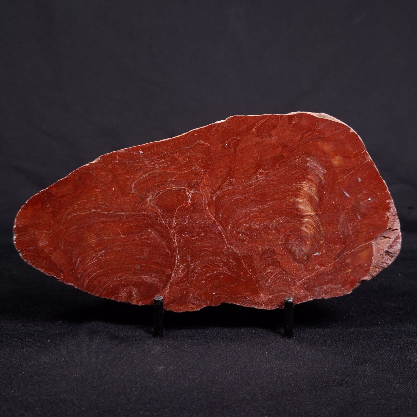 ACACIELLA AUSTRALICA STROMATOLITE, Proterozoic, Australia ZAA017
