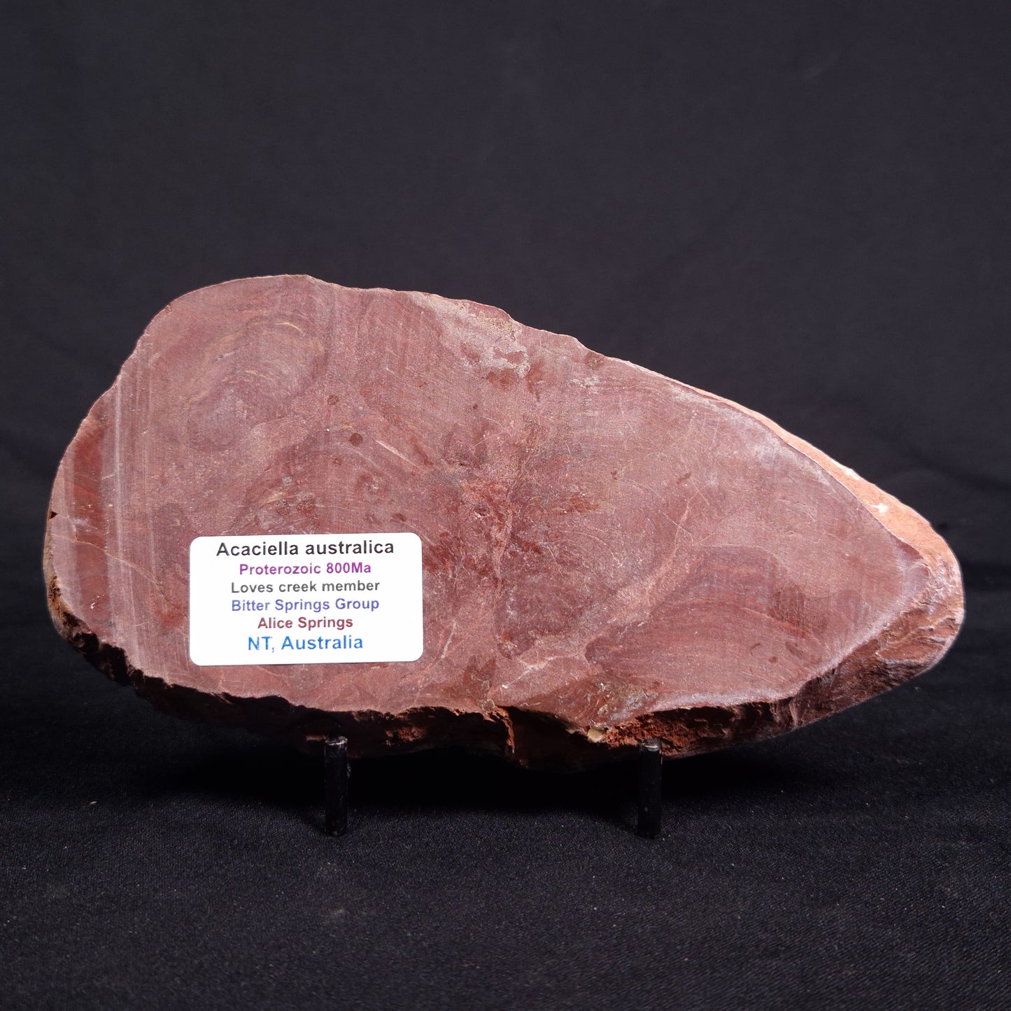 ACACIELLA AUSTRALICA STROMATOLITE, Proterozoic, Australia ZAA017