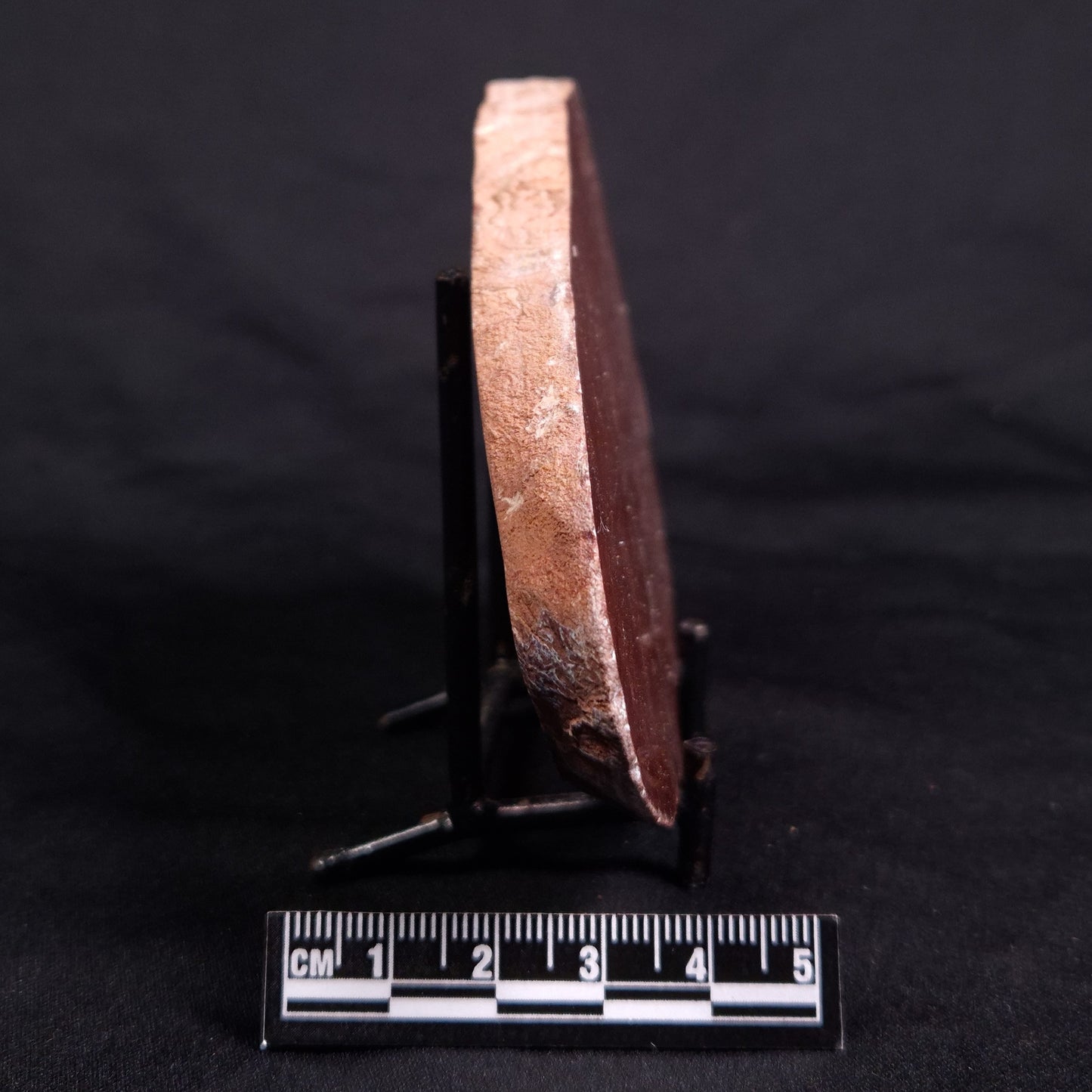 ACACIELLA AUSTRALICA STROMATOLITE, Proterozoic, Australia ZAA017