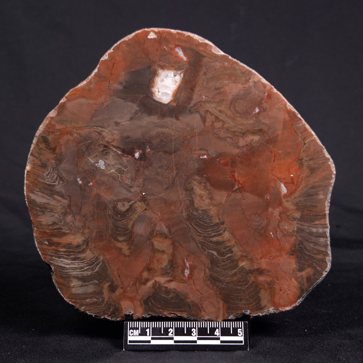 ACACIELLA AUSTRALICA STROMATOLITE, Proterozoic, Australia ZAA018