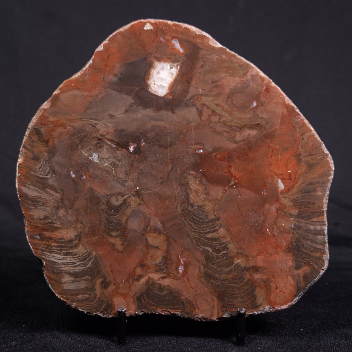 ACACIELLA AUSTRALICA STROMATOLITE, Proterozoic, Australia ZAA018