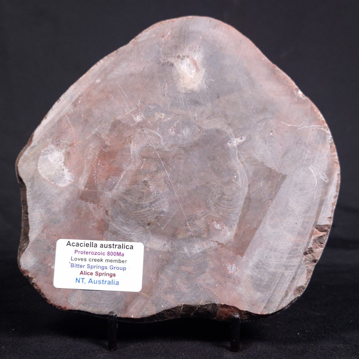 ACACIELLA AUSTRALICA STROMATOLITE, Proterozoic, Australia ZAA018