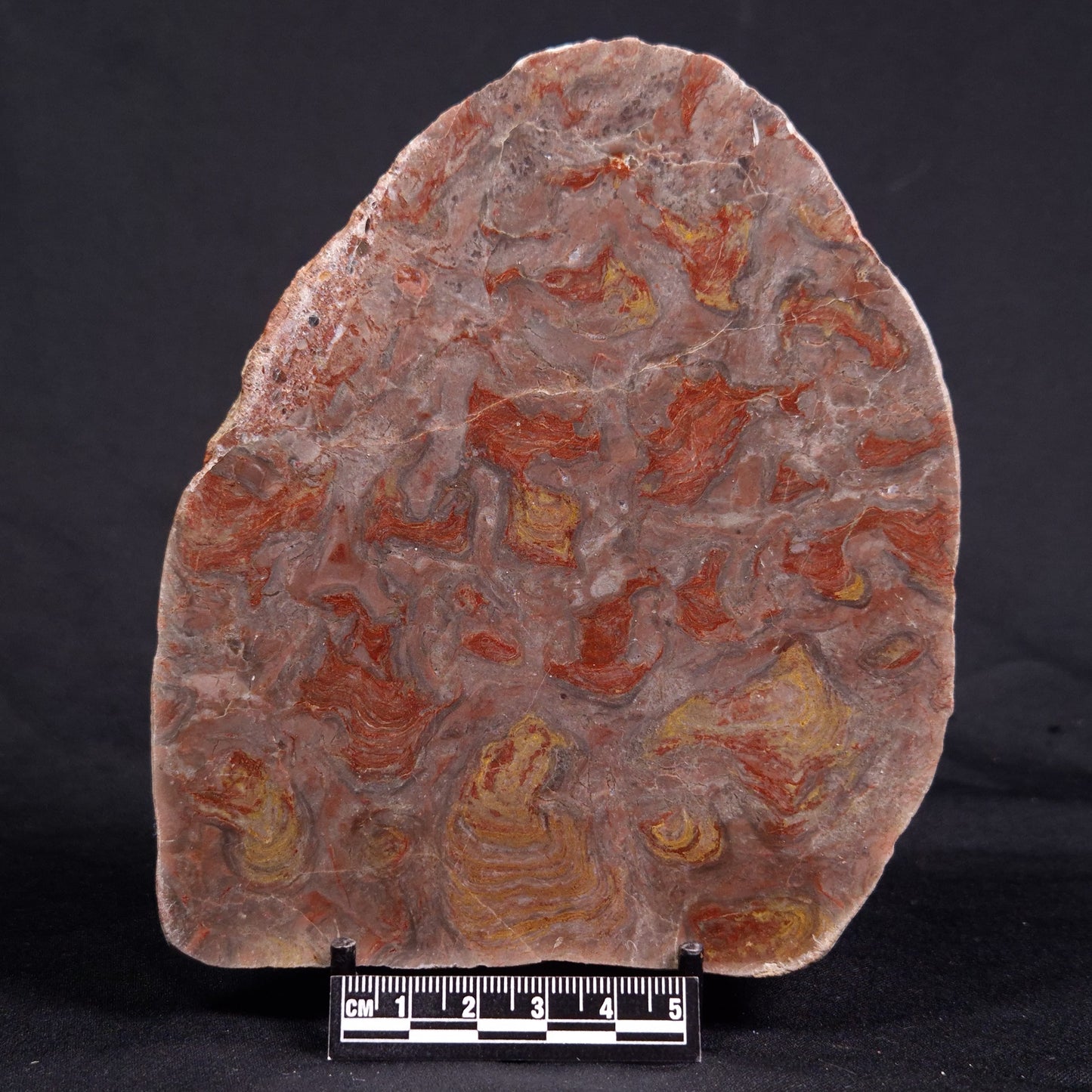 ACACIELLA AUSTRALICA STROMATOLITE, Proterozoic, Australia ZAA019