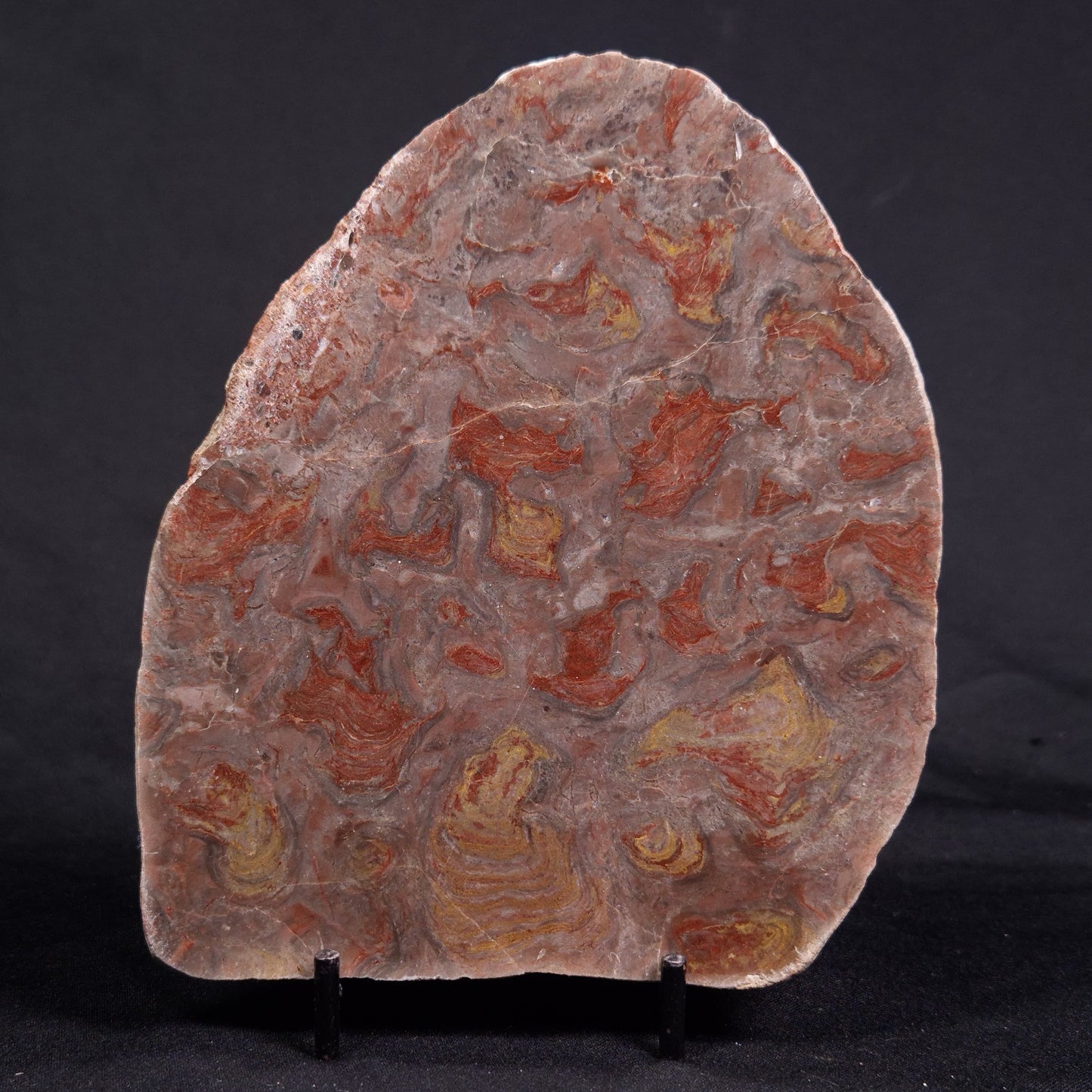 ACACIELLA AUSTRALICA STROMATOLITE, Proterozoic, Australia ZAA019