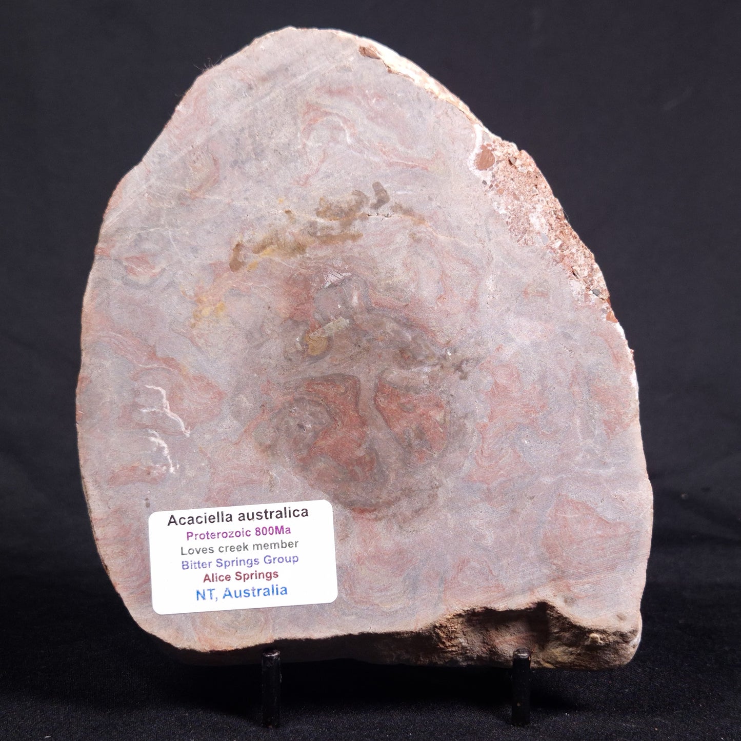 ACACIELLA AUSTRALICA STROMATOLITE, Proterozoic, Australia ZAA019