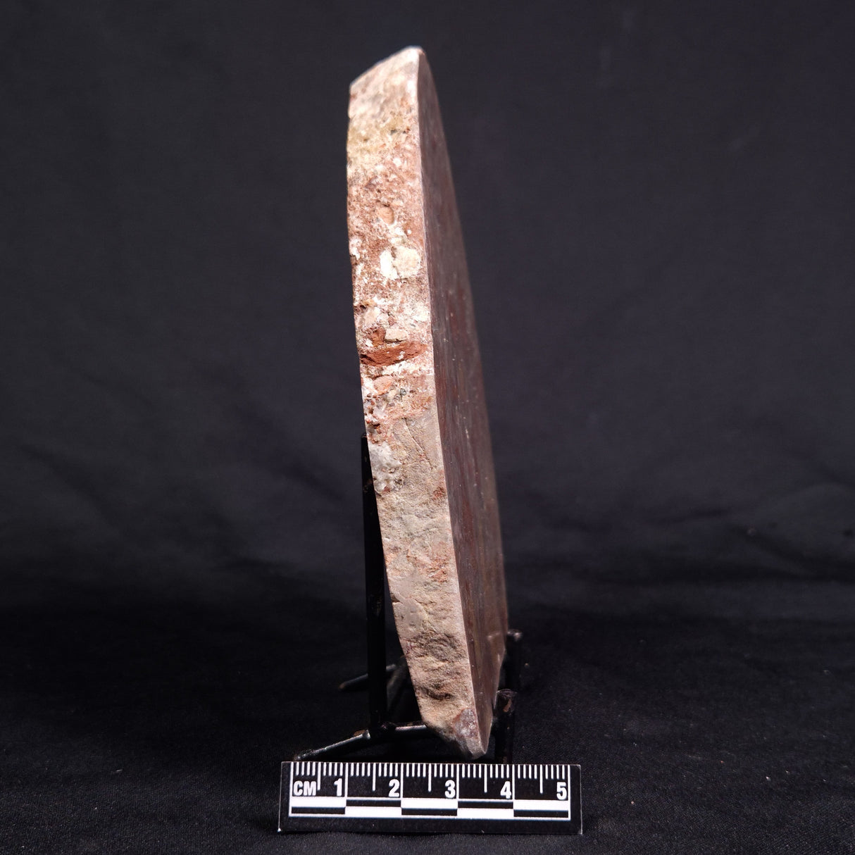 ACACIELLA AUSTRALICA STROMATOLITE, Proterozoic, Australia ZAA019