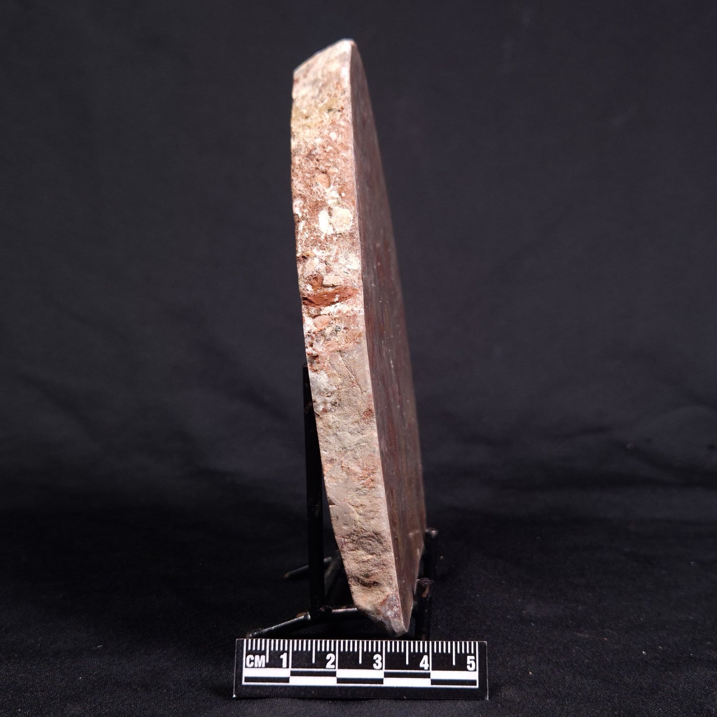 ACACIELLA AUSTRALICA STROMATOLITE, Proterozoic, Australia ZAA019