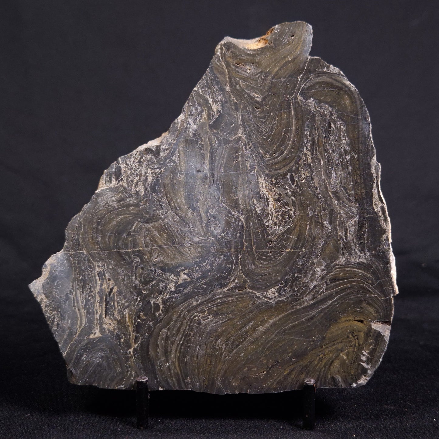 ACACIELLA AUSTRALICA STROMATOLITE, Proterozoic, Australia ZAA020