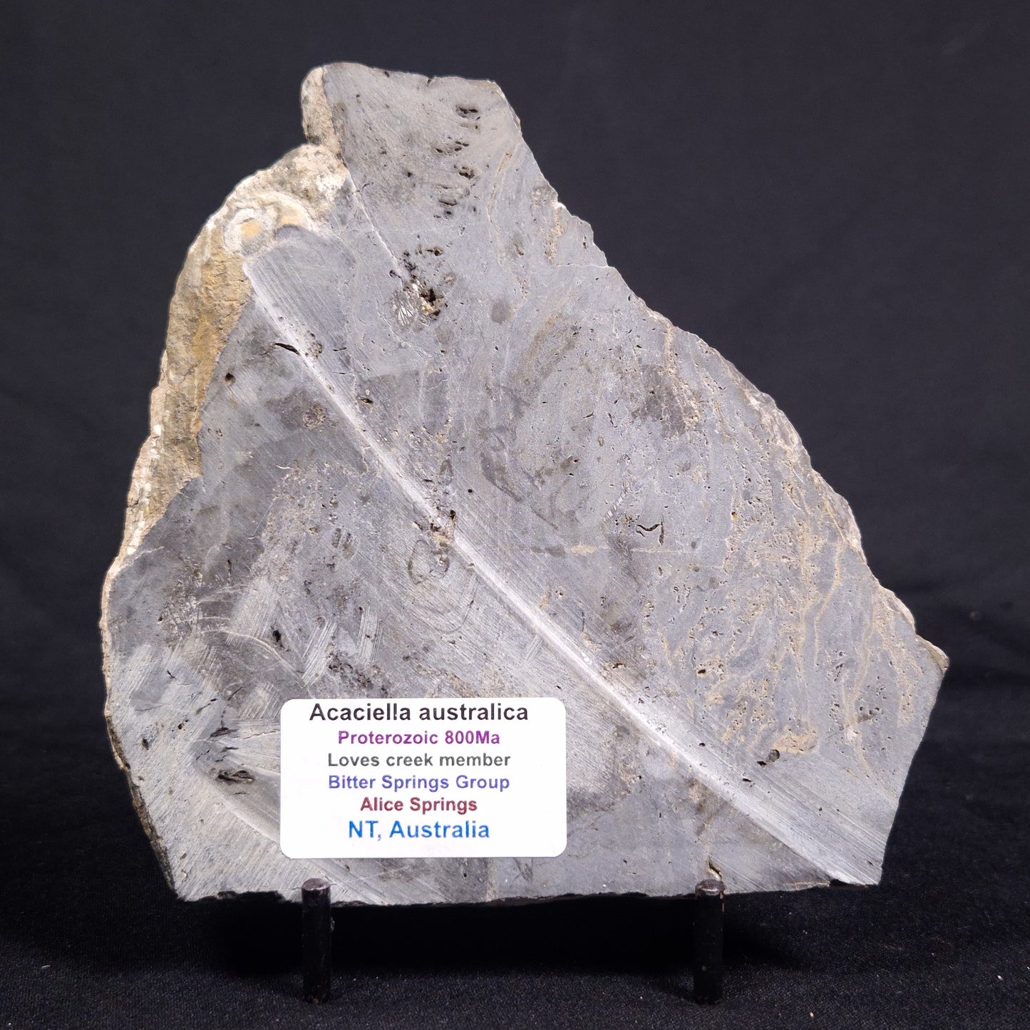 ACACIELLA AUSTRALICA STROMATOLITE, Proterozoic, Australia ZAA020