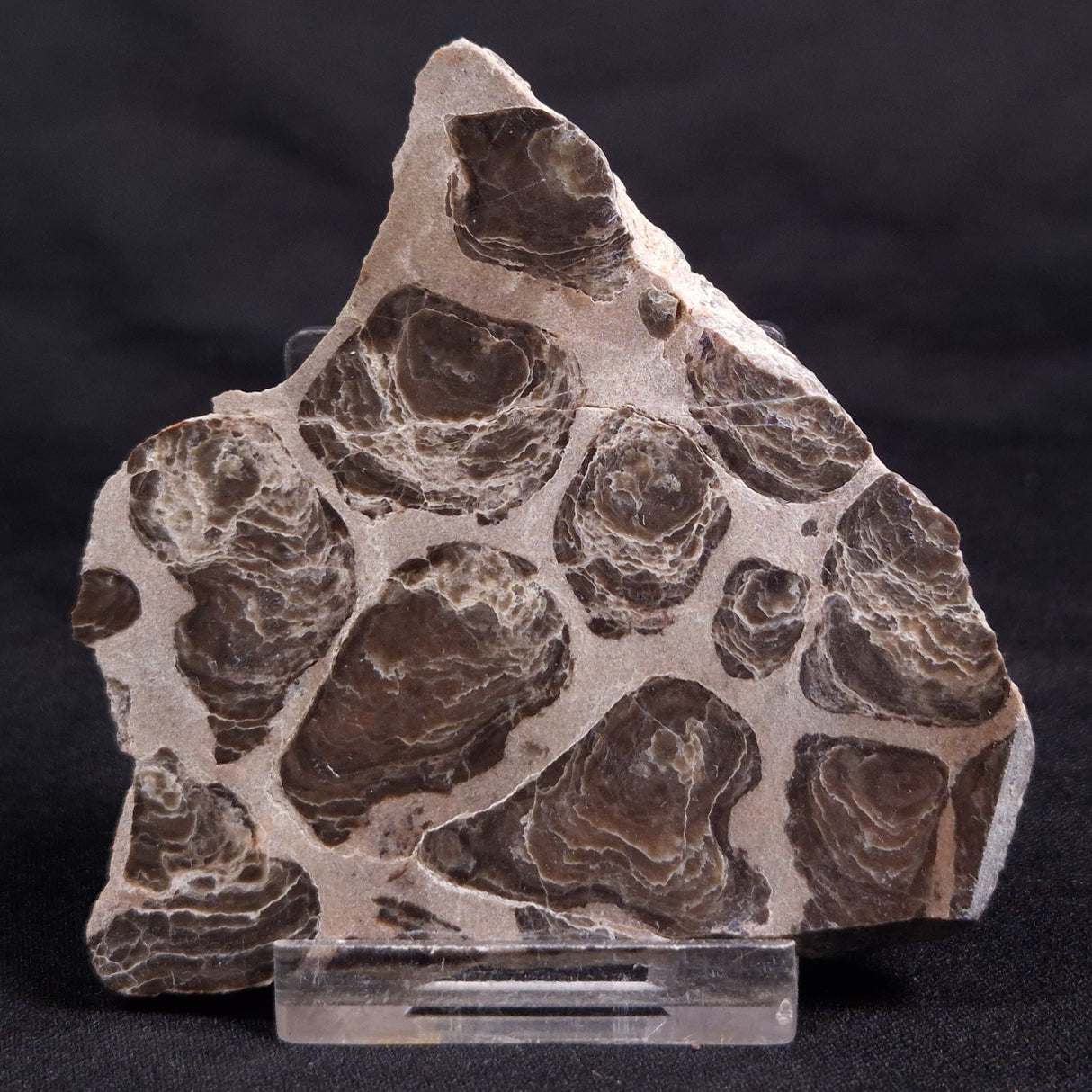 ACACIELLA AUSTRALICA STROMATOLITE, Proterozoic, Australia ZAA023