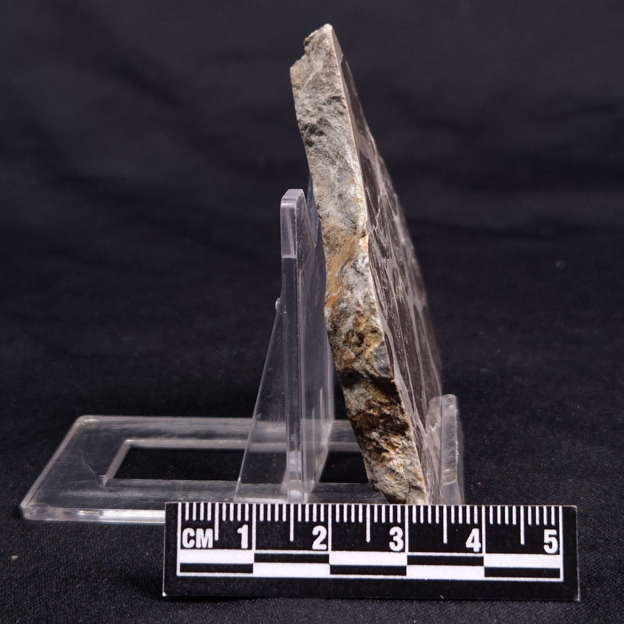 ACACIELLA AUSTRALICA STROMATOLITE, Proterozoic, Australia ZAA023