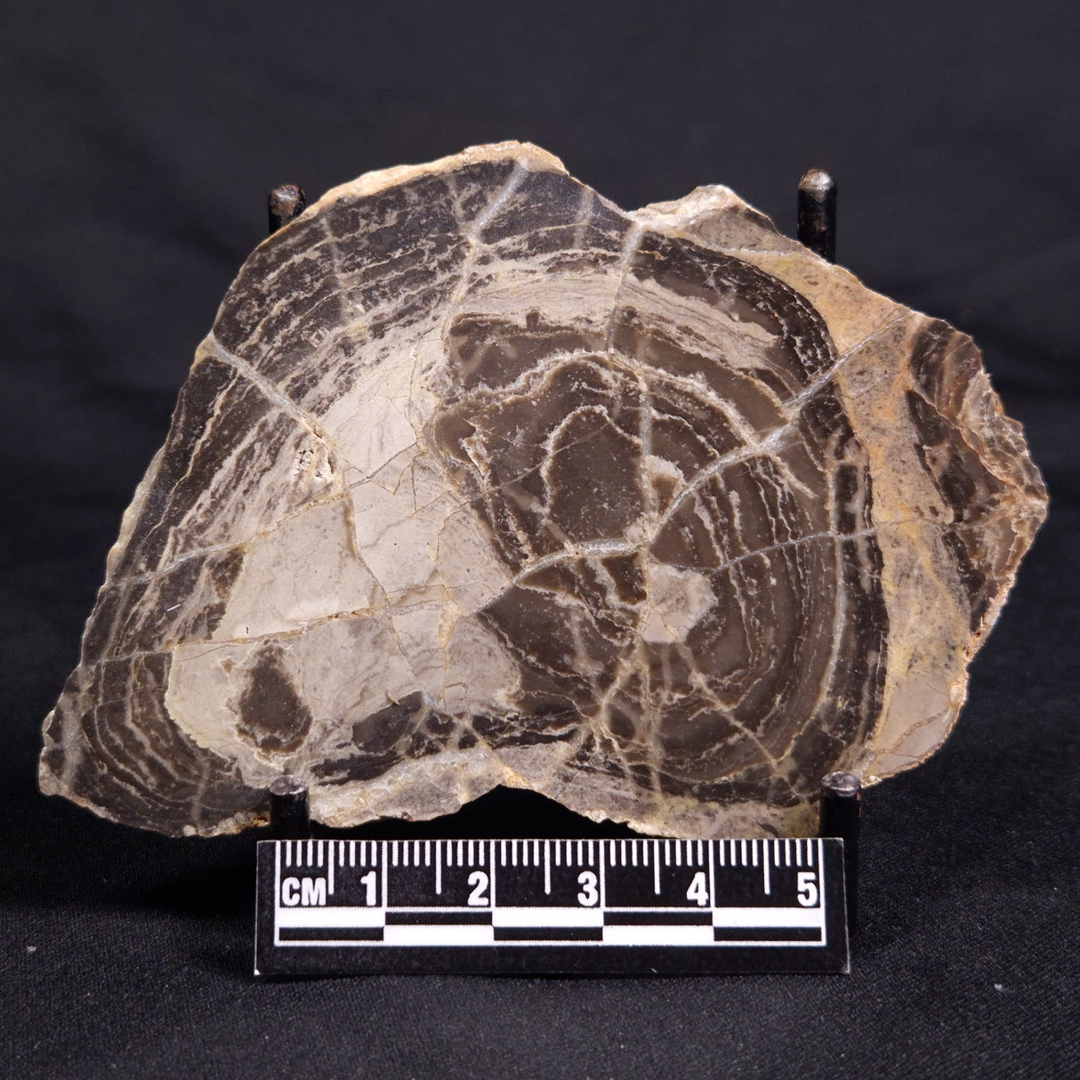 ACACIELLA AUSTRALICA STROMATOLITE, Proterozoic, Australia ZAA024
