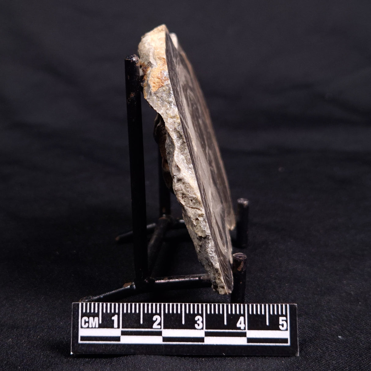 ACACIELLA AUSTRALICA STROMATOLITE, Proterozoic, Australia ZAA024