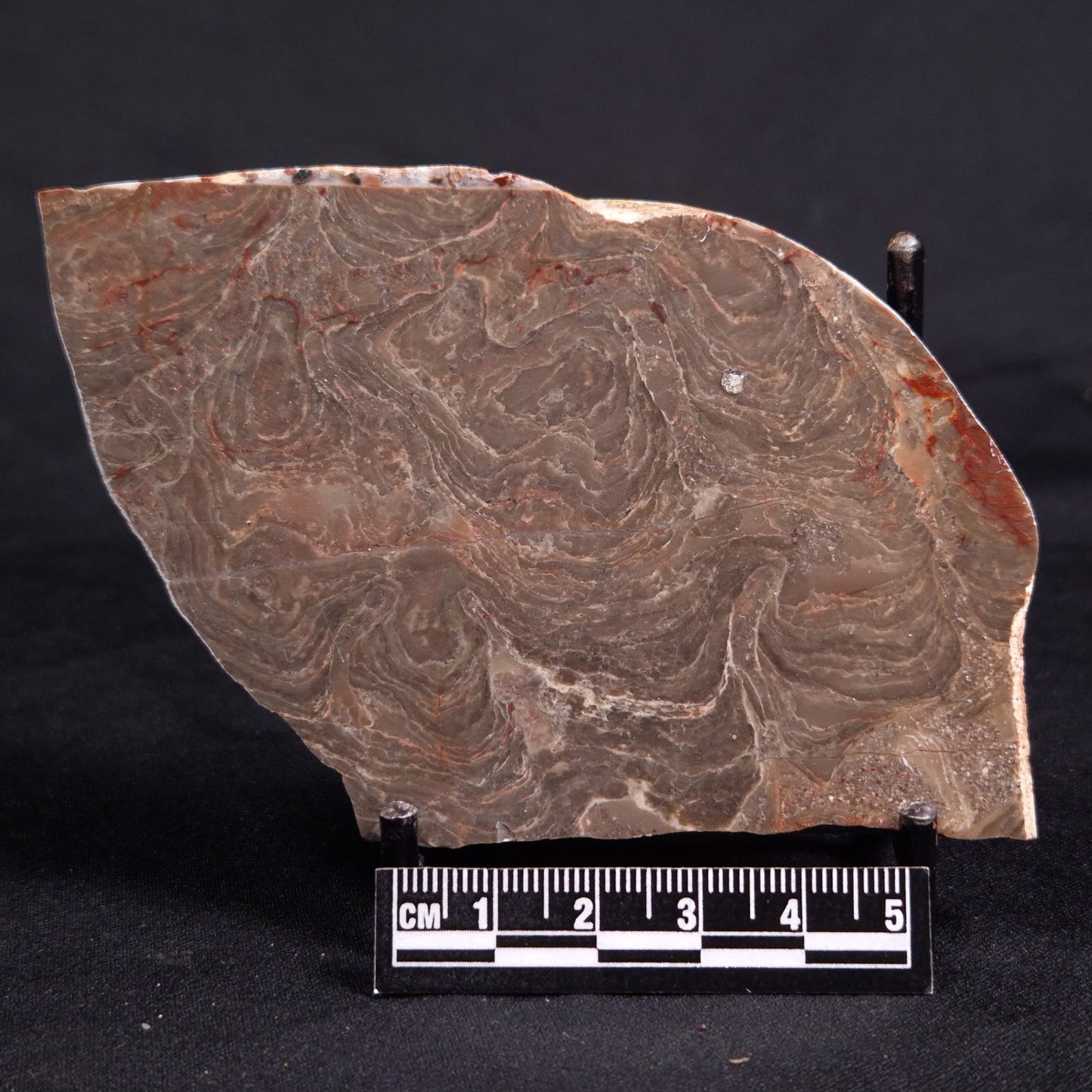 ACACIELLA AUSTRALICA STROMATOLITE, Proterozoic, Australia ZAA025