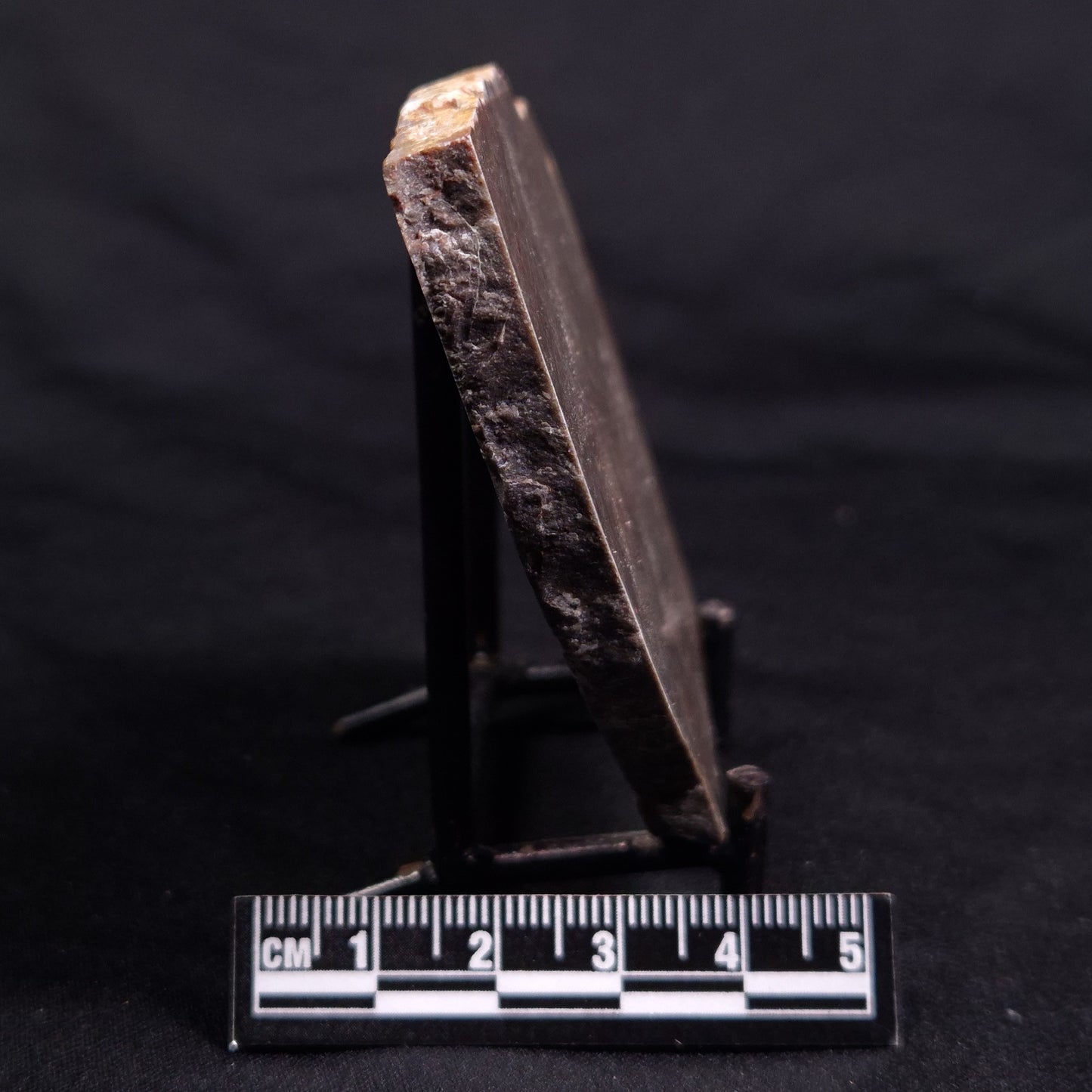 ACACIELLA AUSTRALICA STROMATOLITE, Proterozoic, Australia ZAA025