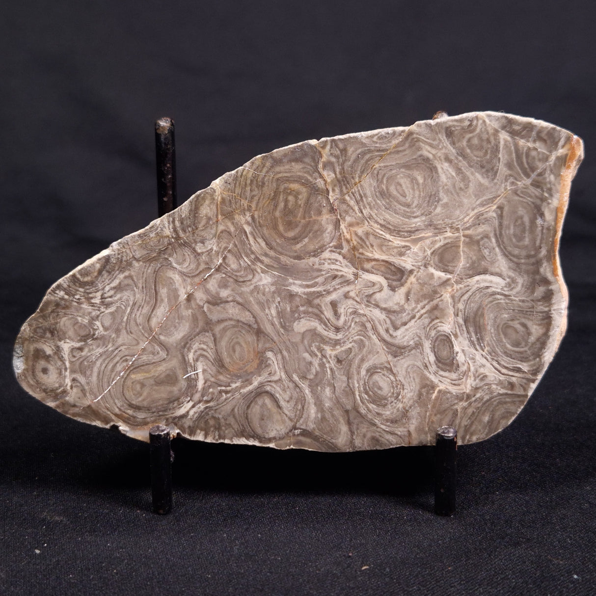 ACACIELLA AUSTRALICA STROMATOLITE, Proterozoic, Australia ZAA026