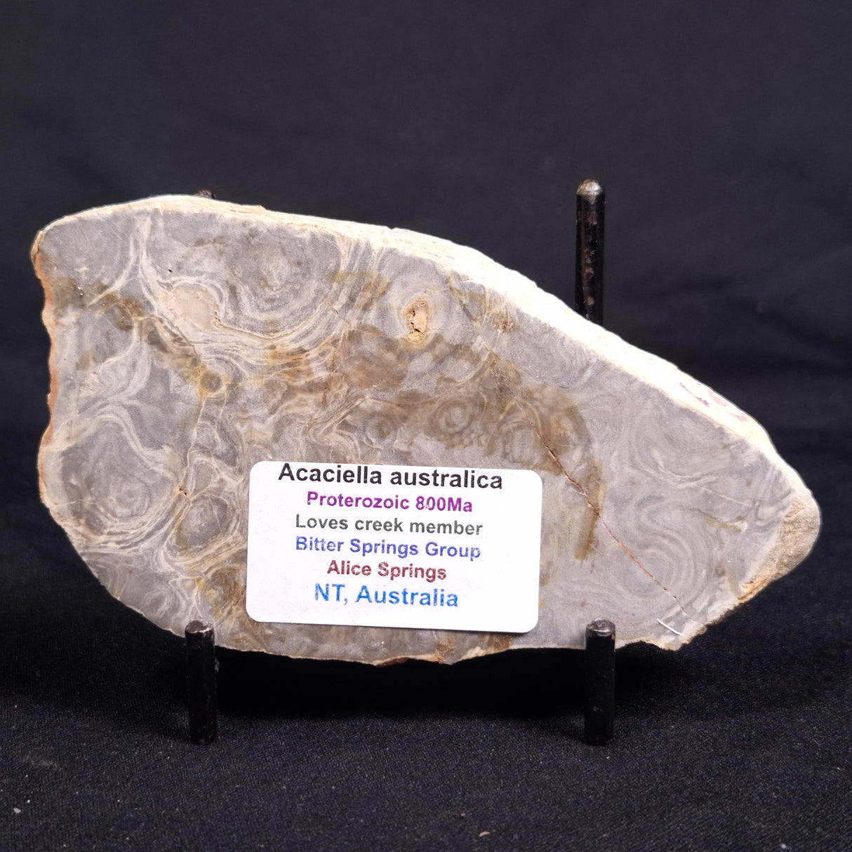 ACACIELLA AUSTRALICA STROMATOLITE, Proterozoic, Australia ZAA026