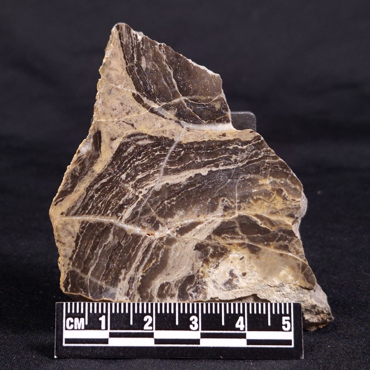 ACACIELLA AUSTRALICA STROMATOLITE, Proterozoic, Australia ZAA027