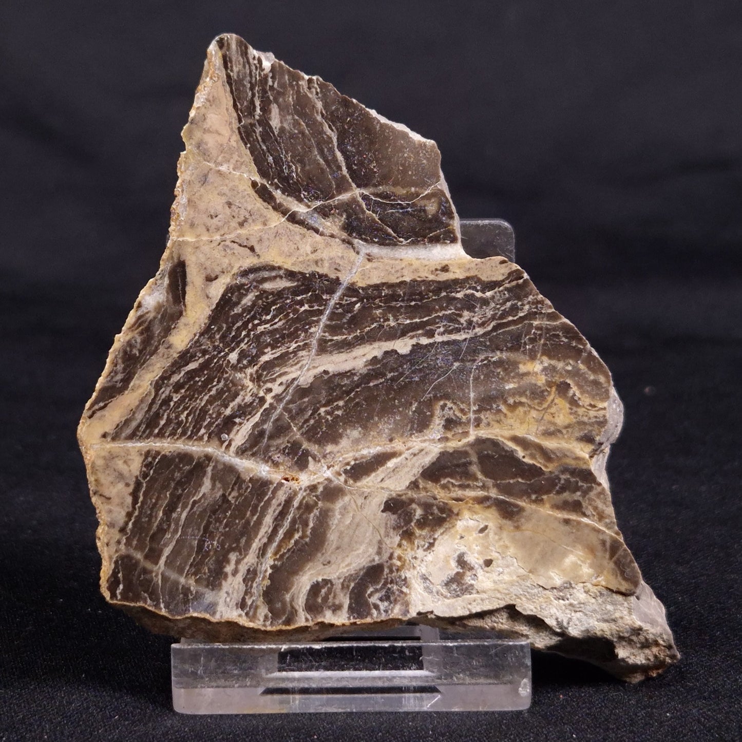 ACACIELLA AUSTRALICA STROMATOLITE, Proterozoic, Australia ZAA027