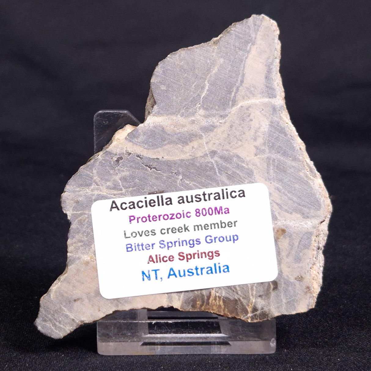 ACACIELLA AUSTRALICA STROMATOLITE, Proterozoic, Australia ZAA027