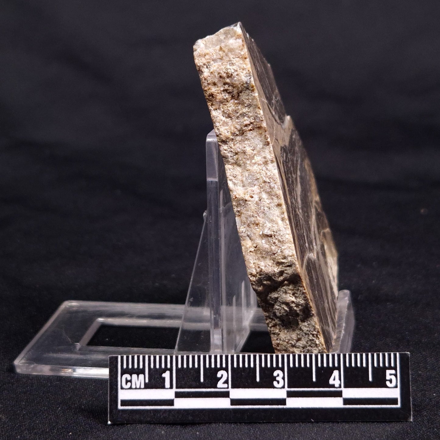 ACACIELLA AUSTRALICA STROMATOLITE, Proterozoic, Australia ZAA027
