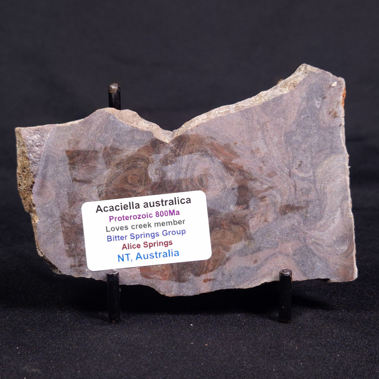ACACIELLA AUSTRALICA STROMATOLITE, Proterozoic, Australia ZAA028