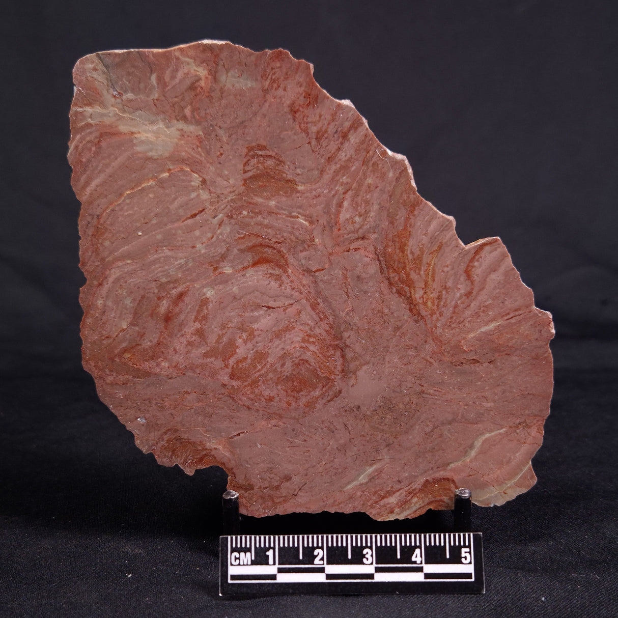 ACACIELLA AUSTRALICA STROMATOLITE, Proterozoic, Australia ZAA030
